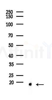 MIF Recombinant Rabbit mAb - Western blot analysis of lysates from Mouse brain, using MIF Recombinant Rabbit mAb at 1/1000 dilution.