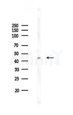 POU4F1 Recombinant Rabbit mAb - Western blot analysis of lysates from B16F10-LUC cells(LPS,4h treatment), using BRN3A Recombinant Rabbit mAb at 1/1000 dilution.