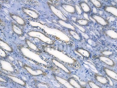 HSP60 Recombinant Rabbit mAb - BF3544 at 1/100 staining human normal kidney tissue by IHC-P.