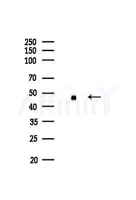 ENO1 Recombinant Rabbit mAb - Western blot analysis of lysates from B16F10-LUC cells(LPS,4h treatment), using ENO1 Recombinant Rabbit mAb at 1/1000 dilution.