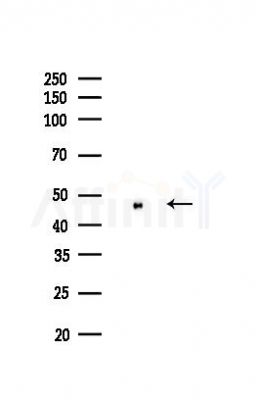ENO1 Recombinant Rabbit mAb - Western blot analysis of lysates from Hela cells(LPS,4h treatment), using ENO1 Recombinant Rabbit mAb at 1/1000 dilution.