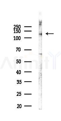 JAG1 Recombinant Rabbit mAb - Western blot analysis of lysates from Mouse testis, using Jagged1 Recombinant Rabbit mAb at 1/1000 dilution.