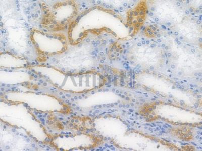 BMP4 Recombinant Rabbit mAb - BF3572 at 1/100 staining human normal kidney tissue by IHC-P.