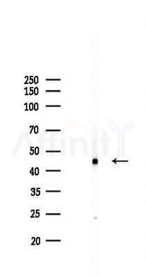 CCR7 Recombinant Rabbit mAb - Western blot analysis of lysates from COLO205 cells(LPS,4h treatment), using CCR7 Recombinant Rabbit mAb at 1/1000 dilution.