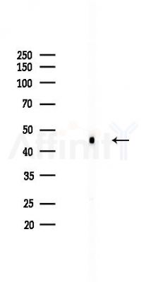 CCR7 Recombinant Rabbit mAb - Western blot analysis of lysates from HepG2 cells(heat-shock,45min treatment), using CCR7 Recombinant Rabbit mAb at 1/1000 dilution.