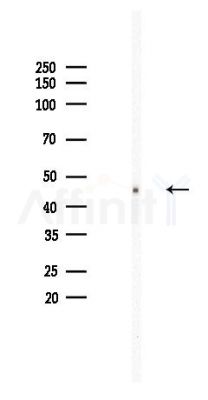 CCR7 Recombinant Rabbit mAb - Western blot analysis of lysates from Rat lung, using CCR7 Recombinant Rabbit mAb at 1/1000 dilution.