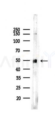 GATA4 Recombinant Rabbit mAb - Western blot analysis of lysates from HepG2 cells(heat-shock,45min treatment), using GATA4 Rabbit mAb at 1/1000 dilution.