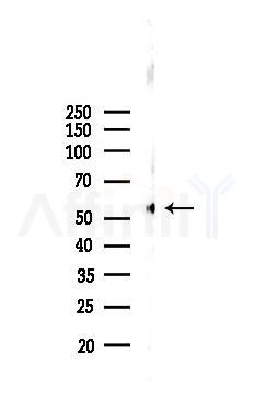 Cytochrome c Oxidase 1 Recombinant Rabbit mAb - Western blot analysis of lysates from Mouse brain, using MTCO1 Recombinant Rabbit mAb at 1/1000 dilution.