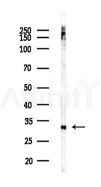 RPS6 Recombinant Rabbit mAb - Western blot analysis of lysates from Mouse testis, using RPS6 Recombinant Rabbit mAb at 1/1000 dilution.