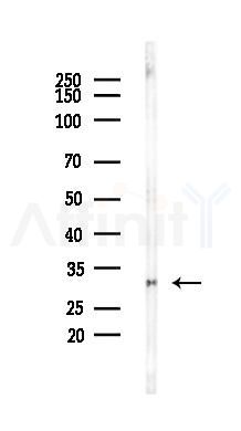 RPS6 Recombinant Rabbit mAb - Western blot analysis of lysates from Rat muscle, using RPS6 Recombinant Rabbit mAb at 1/1000 dilution.
