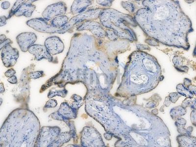 TRAF2 Recombinant Rabbit mAb - BF3594 at 1/100 staining human normal placenta tissue by IHC-P.