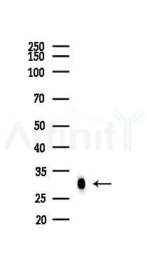 HSP27 Recombinant Rabbit mAb - Western blot analysis of lysates from HUVEC cells(heat-shock 45min treatment), using Hsp27 Recombinant Rabbit mAb at 1/1000 dilution.
