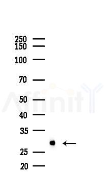 HSP27 Recombinant Rabbit mAb - Western blot analysis of lysates from Mouse lung, using Hsp27 Recombinant Rabbit mAb at 1/1000 dilution.