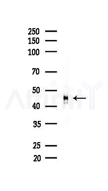 PAI 1 Recombinant Rabbit mAb - Western blot analysis of lysates from HUVEC cells(LPS,4h treatment), using PAI1 Recombinant Rabbit mAb at 1/1000 dilution.