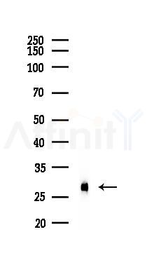 Galectin 3 Recombinant Rabbit mAb - Western blot analysis of lysates from Mouse lung, using Galectin 3 Recombinant Rabbit mAb at 1/1000 dilution.