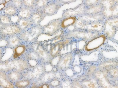 NSE Recombinant Rabbit mAb - BF3653 at 1/100 staining human normal kidney tissue by IHC-P.