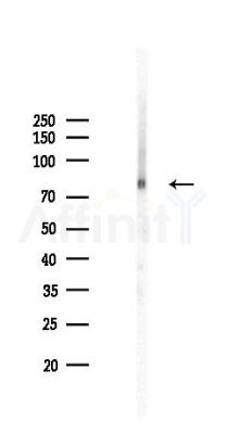 Hsc70 Recombinant Rabbit mAb - Western blot analysis of lysates from COLO205 cells(LPS,4h treatment), using Hsc70 Recombinant Rabbit mAb at 1/1000 dilution.