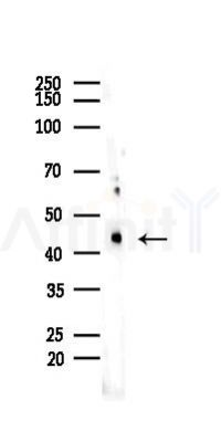 PDHK1 Recombinant Rabbit mAb - Western blot analysis of lysates from Mouse testis, using PDK1 Recombinant Rabbit mAb at 1/1000 dilution.