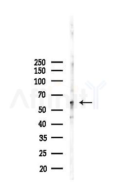 LBP Recombinant Rabbit mAb - Western blot analysis of lysates from B16F10-LUC cells(starvation,24h treatment), using LBP Recombinant Rabbit mAb at 1/1000 dilution.