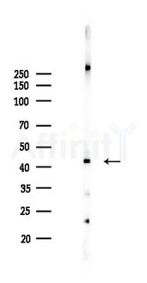 PGK1 Recombinant Rabbit mAb - Western blot analysis of lysates from COLO205 cells(LPS,4h treatment), using PGK1 Recombinant Rabbit mAb at 1/1000 dilution.