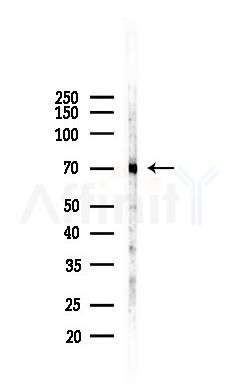 NR1D1 Recombinant Rabbit mAb - Western blot analysis of lysates from Mouse liver, using NR1D1 Recombinant Rabbit mAb at 1/1000 dilution.