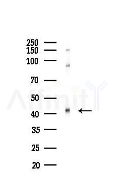 SIRT7 Recombinant Rabbit mAb - Western blot analysis of lysates from RAW264.