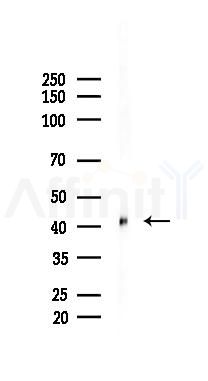 SIRT7 Recombinant Rabbit mAb - Western blot analysis of lysates from Rat liver, using SIRT7 Recombinant Rabbit mAb at 1/1000 dilution.