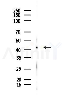 DHODH Recombinant Rabbit mAb - Western blot analysis of lysates from Rat lung, using DHODH Recombinant Rabbit mAb at 1/1000 dilution.