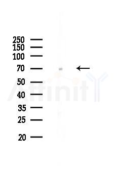 SLC1A5 Recombinant Rabbit mAb - Western blot analysis of lysates from RAW264.