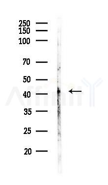 CD14 Recombinant Rabbit mAb - Western blot analysis of lysates from A375 cells(heat-shock,45min treatment), using CD14 Recombinant Rabbit mAb at 1/1000 dilution.