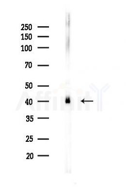 Glutamine Synthetase Recombinant Rabbit mAb - Western blot analysis of lysates from Rat testis, using Glutamine Synthetase Rabbit mAb at 1/1000 dilution.