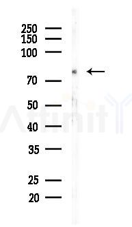 CREB Regulated Transcription Coactivator 2 Recombinant Rabbit mAb - Western blot analysis of lysates from COLO205 cells(heat-shock, 45min treatment), using CREB Regulated Transcription Coactivator 2 Recombinant Rabbit mAb at 1/1000 dilution.