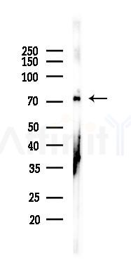 CREB Regulated Transcription Coactivator 2 Recombinant Rabbit mAb - Western blot analysis of lysates from Rat brain, using CREB Regulated Transcription Coactivator 2 Recombinant Rabbit mAb at 1/1000 dilution.