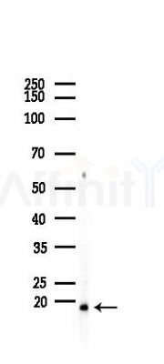 PGE synthase Recombinant Rabbit mAb - Western blot analysis of lysates from Mouse testis, using Prostaglandin E Synthase Recombinant Rabbit mAb at 1/1000 dilution.