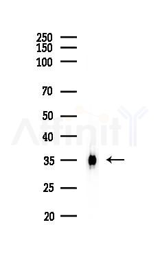 Annexin A1 Recombinant Rabbit mAb - Western blot analysis of lysates from A375 cells(heat-shock,45min treatment), using Annexin A1 Recombinant Rabbit mAb at 1/1000 dilution.
