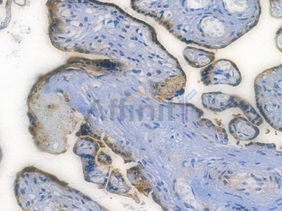 Annexin A1 Recombinant Rabbit mAb - BF3802 at 1/100 staining human normal placenta tissue by IHC-P.