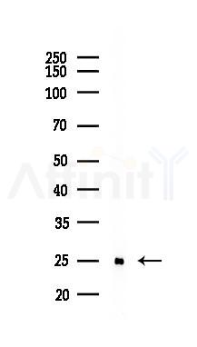CD227/MUC1 Recombinant Rabbit mAb - Western blot analysis of lysates from Mouse lung, using MUC1 Recombinant Rabbit mAb at 1/1000 dilution.