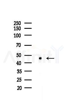 PTP1B Recombinant Rabbit mAb - Western blot analysis of lysates from HUVEC cells(LPS,4h treatment), using PTP1B Recombinant Rabbit mAb at 1/1000 dilution.