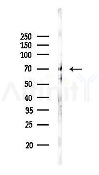 Phospho-FOXO4/AFX (Thr32) Recombinant Rabbit mAb - Western blot analysis of lysates from Mouse brain, using Phospho-FOXO4/AFX (Thr32) Recombinant Rabbit mAb at 1/1000 dilution.