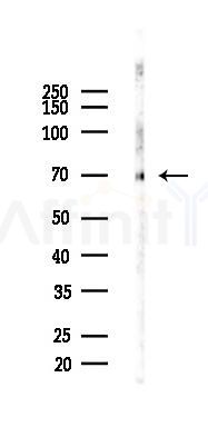 SHP2 Recombinant Rabbit mAb - Western blot analysis of lysates from Mouse testis, using SHP2 Recombinant Rabbit mAb at 1/1000 dilution.
