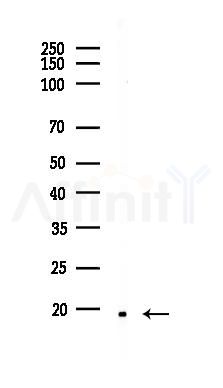 SCGB1A1 Recombinant Rabbit mAb - Western blot analysis of lysates from A375 cells(heat-shock,45min treatment), using Uteroglobin Recombinant Rabbit mAb at 1/1000 dilution.