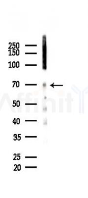 TFE3 Recombinant Rabbit mAb - Western blot analysis of lysates from Mouse testis, using TFE3 Recombinant Rabbit mAb at 1/1000 dilution.