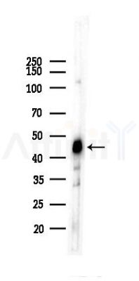 NDRG1 Recombinant Rabbit mAb - Western blot analysis of lysates from Mouse brain, using NDRG1 Rabbit mAb at 1/1000 dilution.