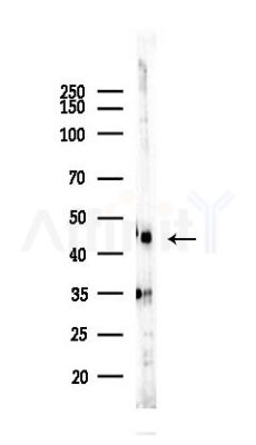 NDRG1 Recombinant Rabbit mAb - Western blot analysis of lysates from Rat testis, using NDRG1 Rabbit mAb at 1/1000 dilution.
