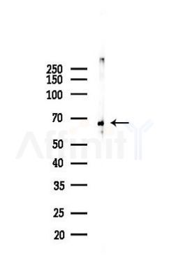 AIF Recombinant Rabbit mAb - Western blot analysis of lysates from Mouse liver, using AIF Recombinant Rabbit mAb at 1/1000 dilution.