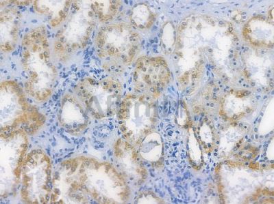 AIF Recombinant Rabbit mAb - BF3850 at 1/100 staining human normal kidney tissue by IHC-P.
