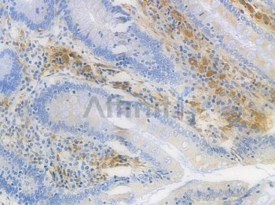 HLA-DPB1 Recombinant Rabbit mAb - BF3856 at 1/100 staining human normal colon tissue by IHC-P.