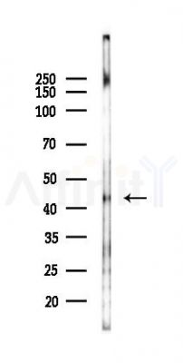 KLF17 Antibody - Western blot analysis of lysates from RAW264.