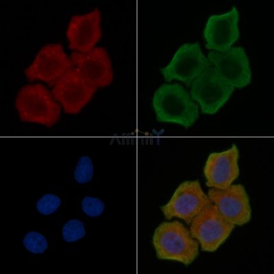 PIK3C2G Antibody - DF10131 staining Hela cells(24h of starvation treatment) by IF/ICC.