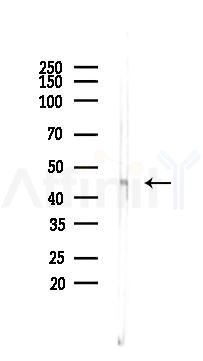 RIPK3 Antibody - Western blot analysis of lysates from Mouse liver, using RIP3/RIPK3 Antibody at 1/1000 dilution.